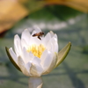 集蜜