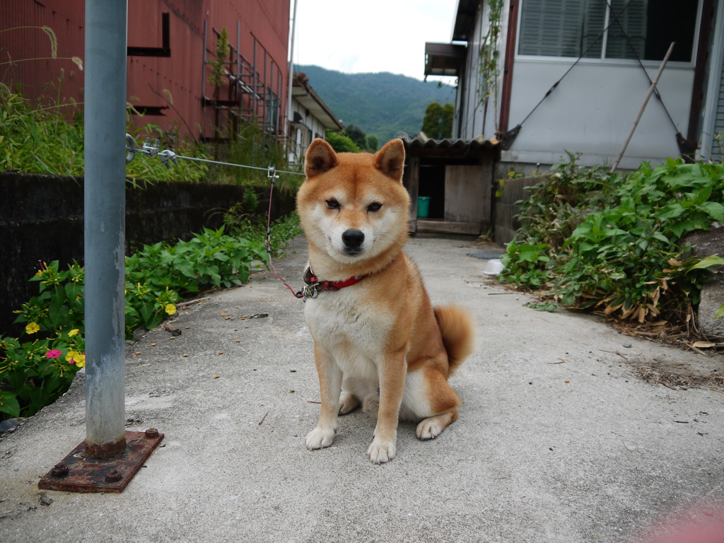 シヴァ座り