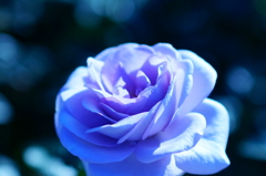 Blue Rose