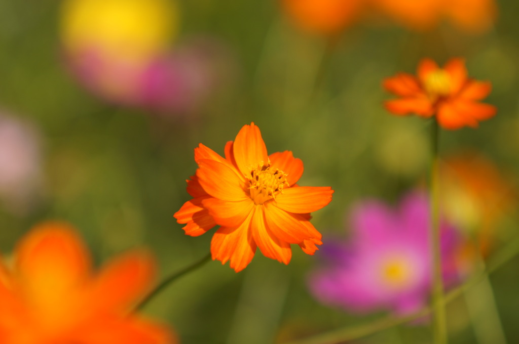 浜離宮の花