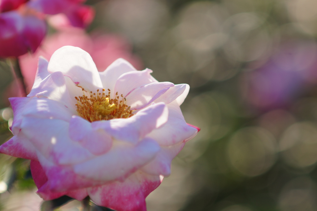 薔薇とboke