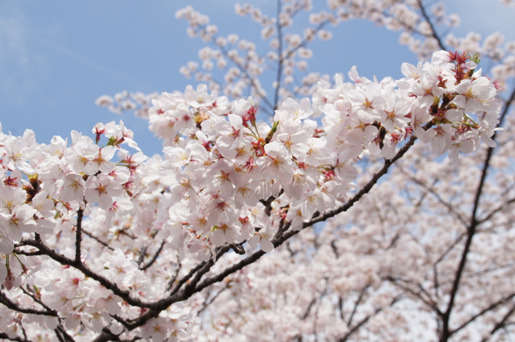桜～亀戸公園