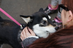 吉祥寺の犬