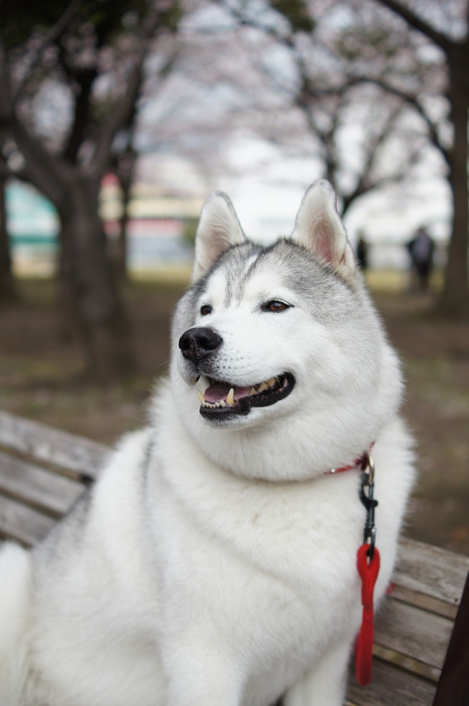 ハスキー