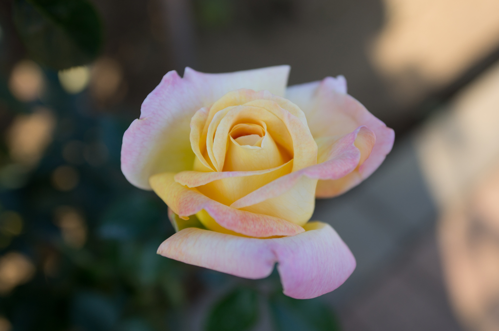 秋の薔薇４