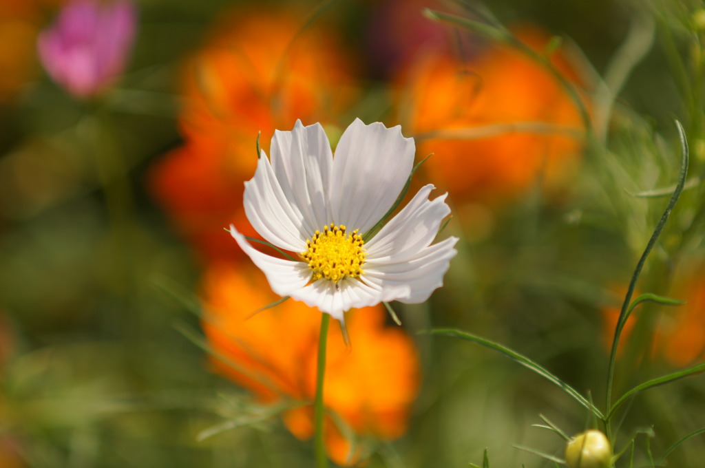 浜離宮の花