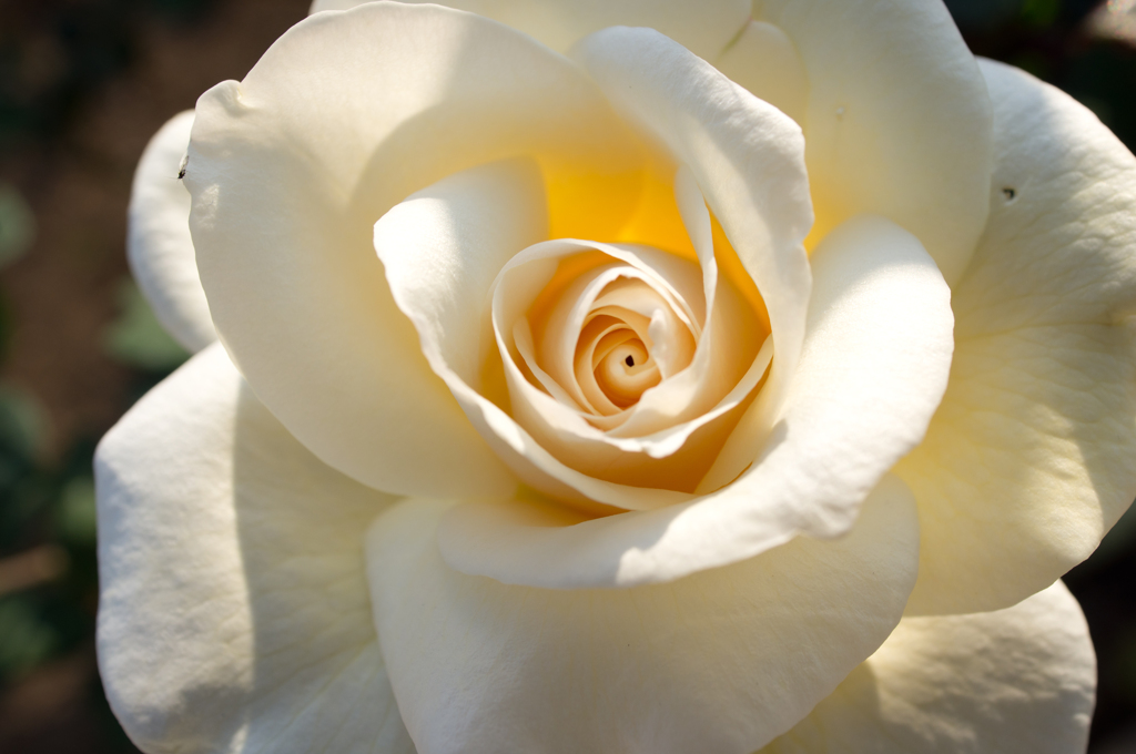 秋の薔薇２