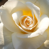 秋の薔薇２