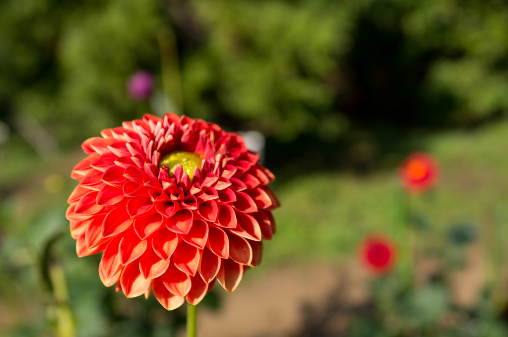 秋の神代植物公園