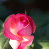 秋の薔薇