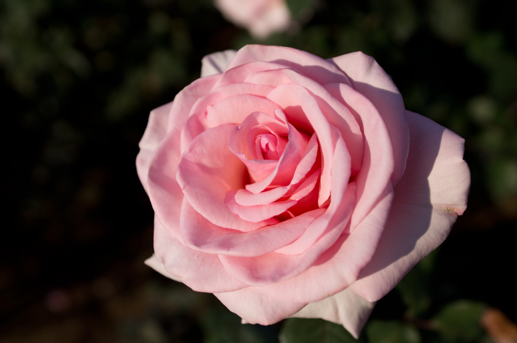 秋の薔薇３