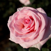 秋の薔薇３