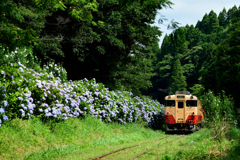 紫陽花列車