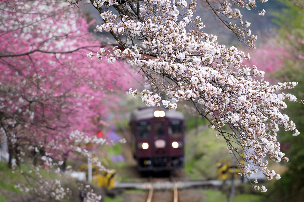 桜と花桃に囲まれて