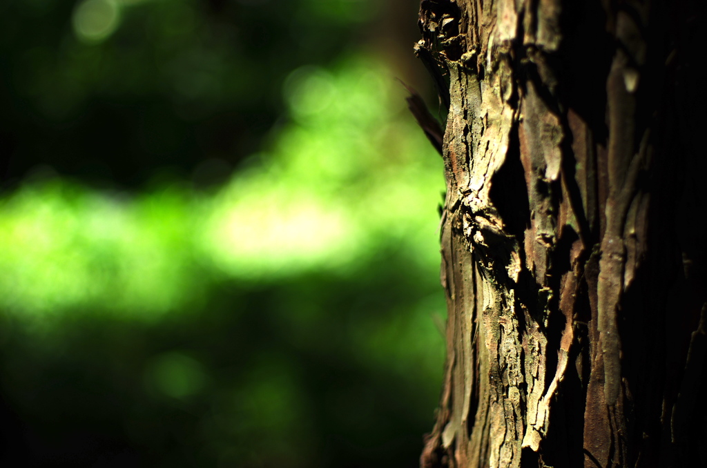 green bokeh