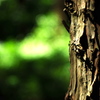 green bokeh