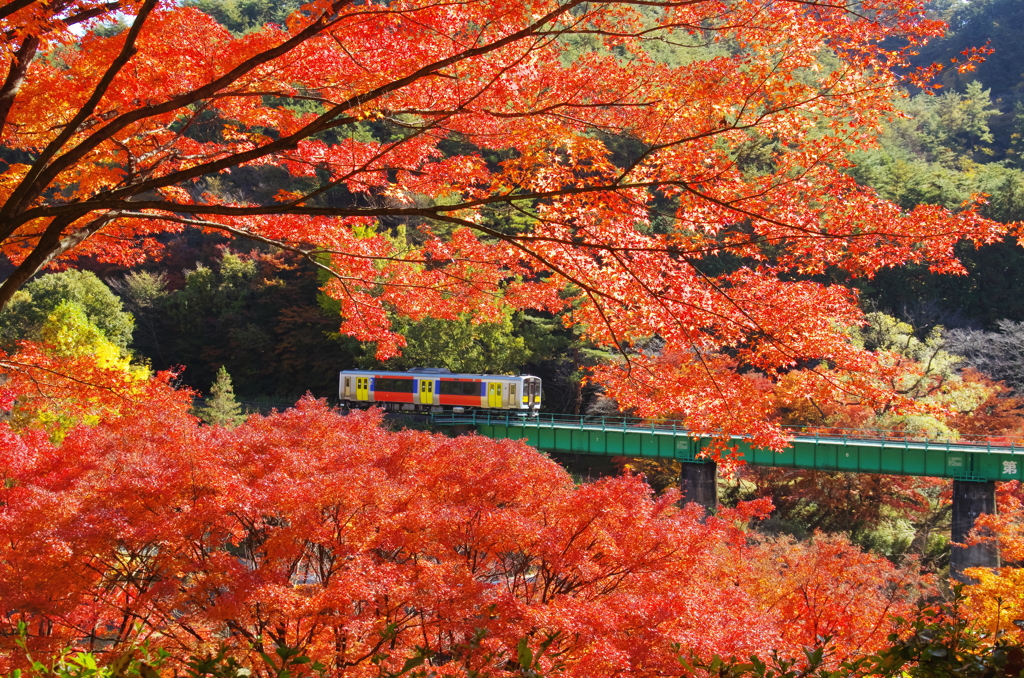 紅葉輝く