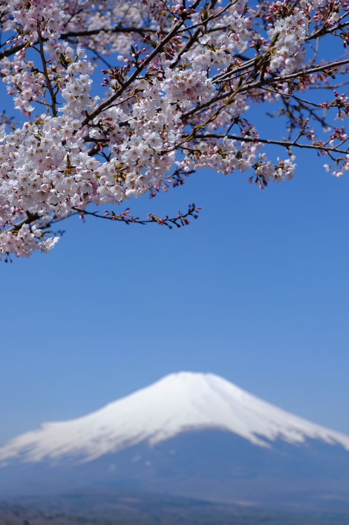 主役は桜