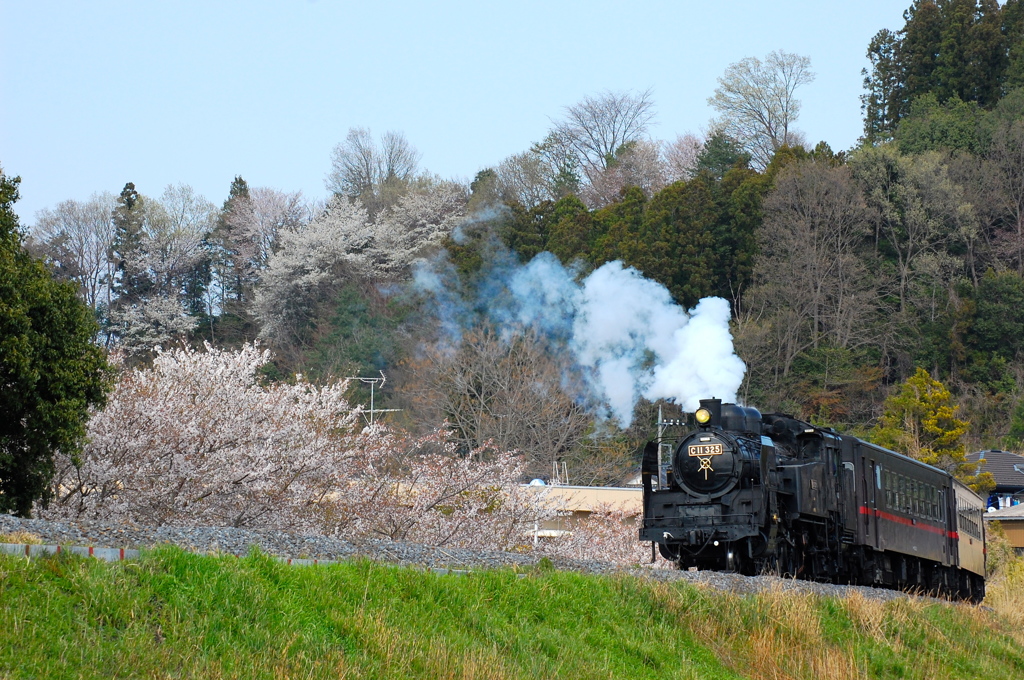 葉桜の傍をのんびりと