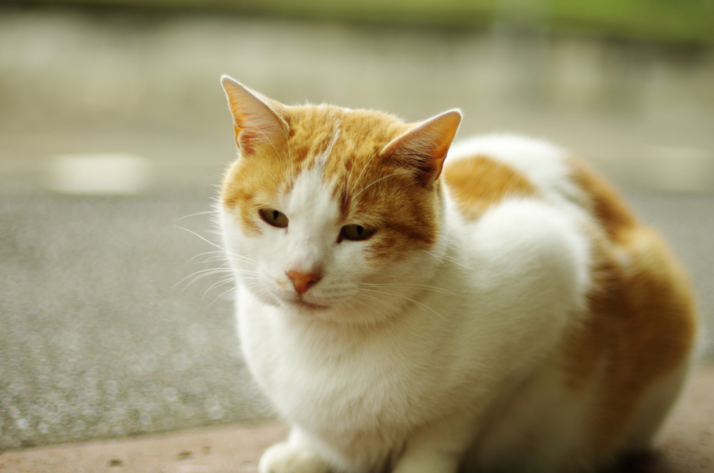 駅ねこ