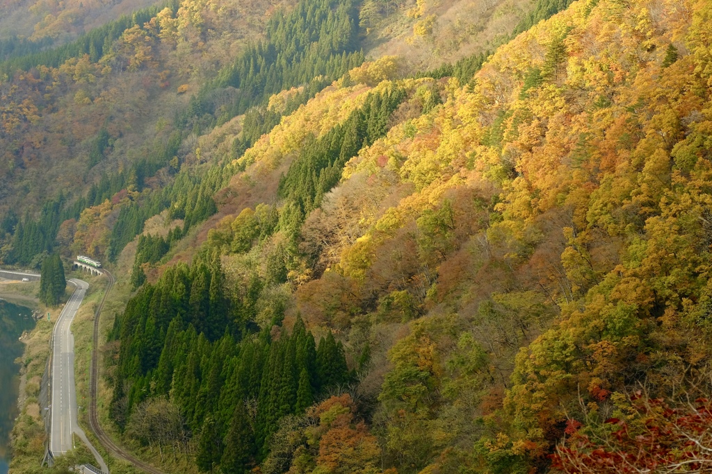 今年も見れるかな