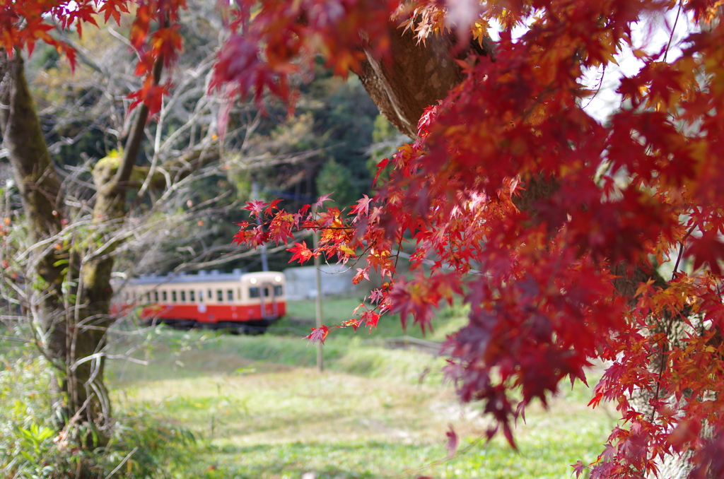 晩秋　小湊鉄道