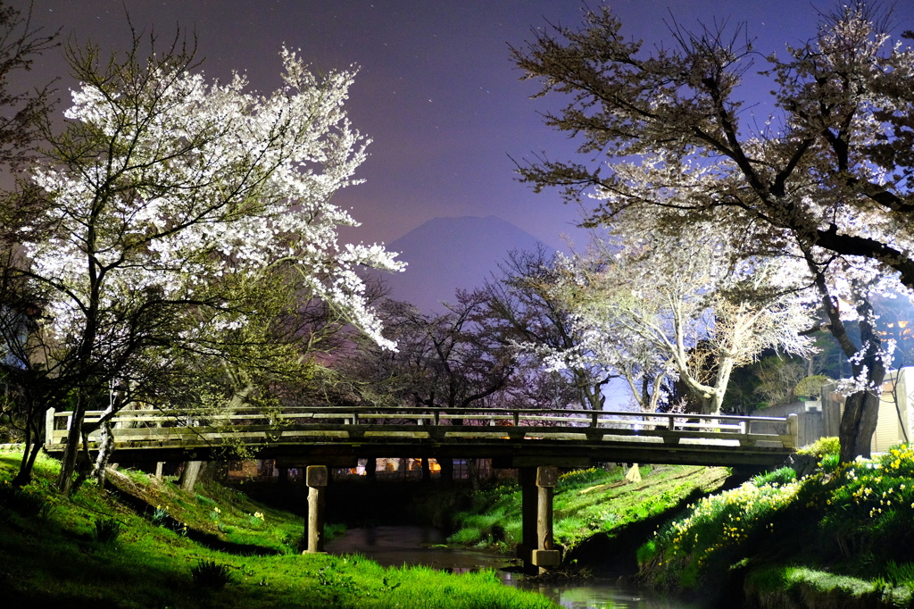 忍野村　夜桜富士