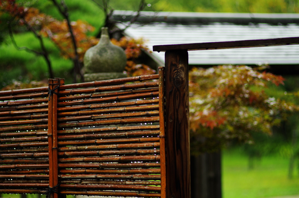 雨の雫を蓄えて