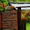 雨の雫を蓄えて