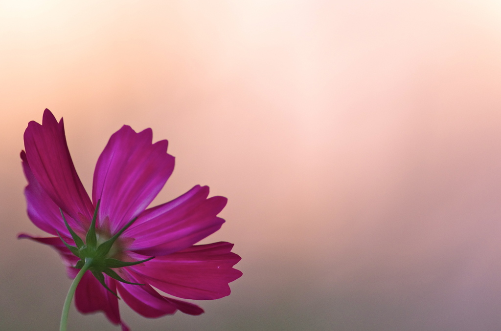 秋の夕暮れ・・・秋桜