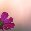 秋の夕暮れ・・・秋桜