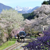 桜に包まれた駅