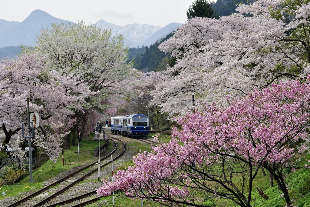 湯野上温泉　春景色