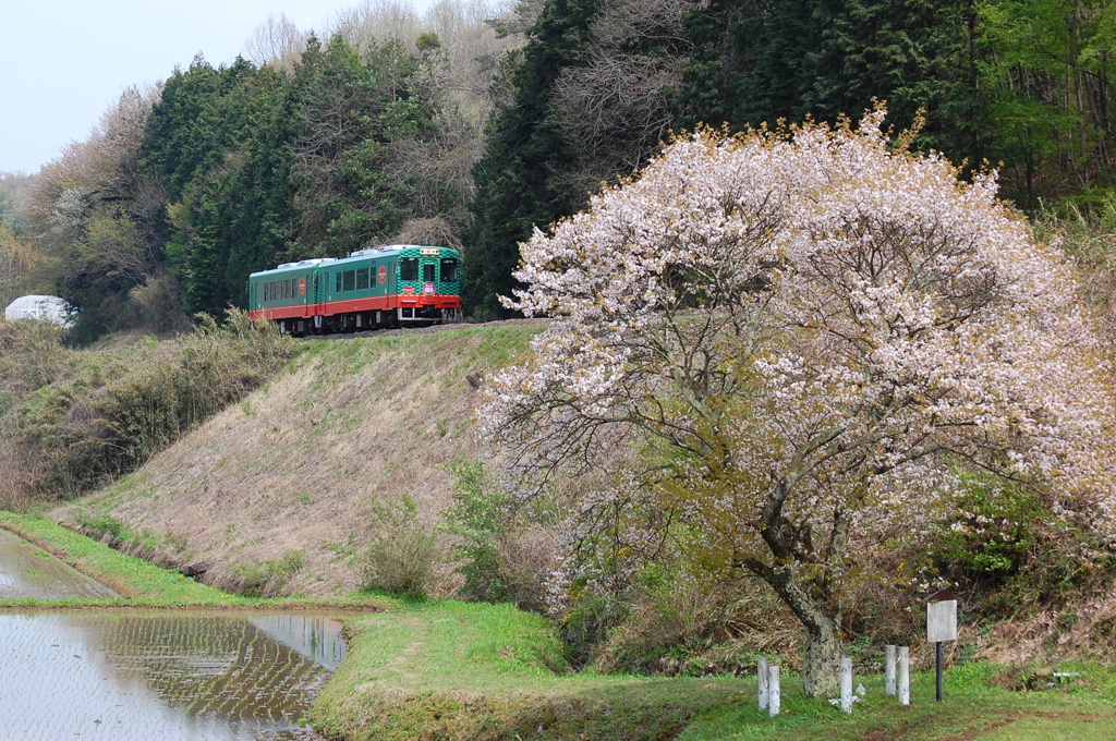 残念桜