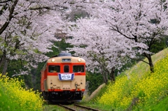 桜トンネル　2015