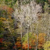 北海道・東北巡業-23 　怪我の巧妙