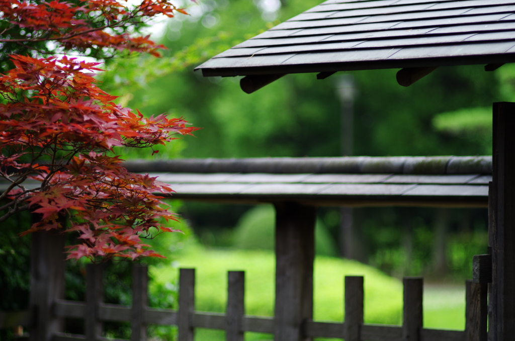 ちょっと早い紅葉