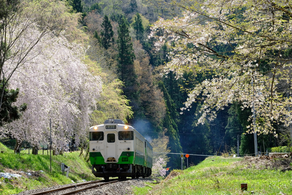 光溢れる春景色