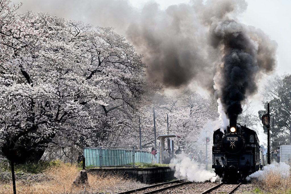 真岡鉄道　春景色