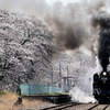 真岡鉄道　春景色