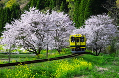 いすみ鉄道　桜情景