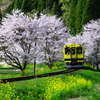 いすみ鉄道　桜情景