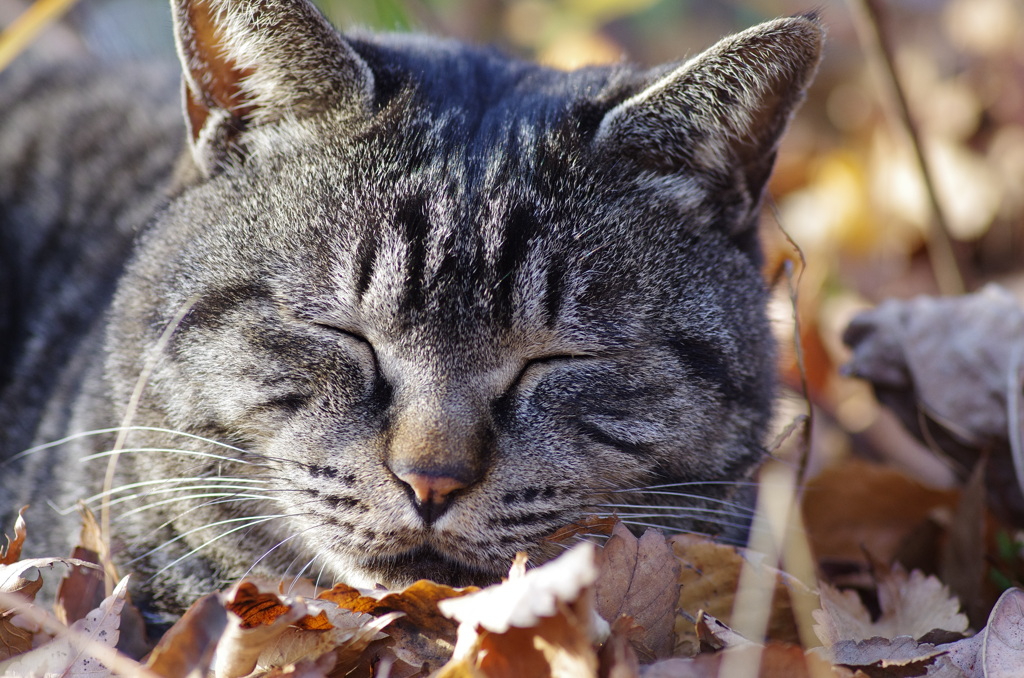 のらねこ（癒し系）