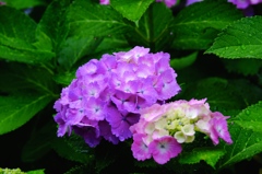 紫陽花の季節ですね