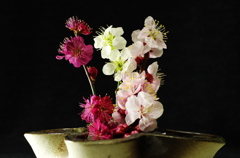 Plum flower on the Desktop