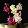 Plum flower on the Desktop