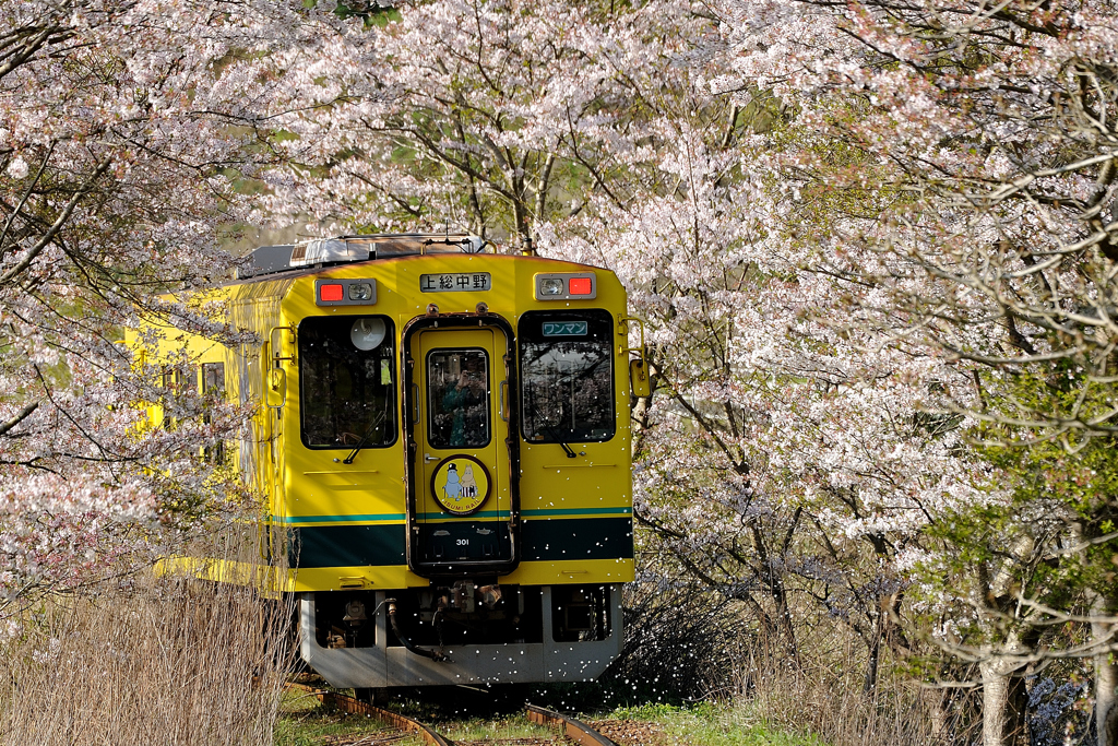 桜に包まれて