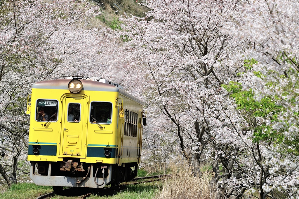 2019 桜カーブ