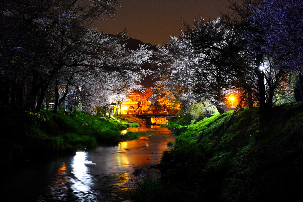 忍野村　桜夜景