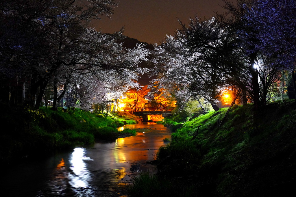 忍野村　桜夜景
